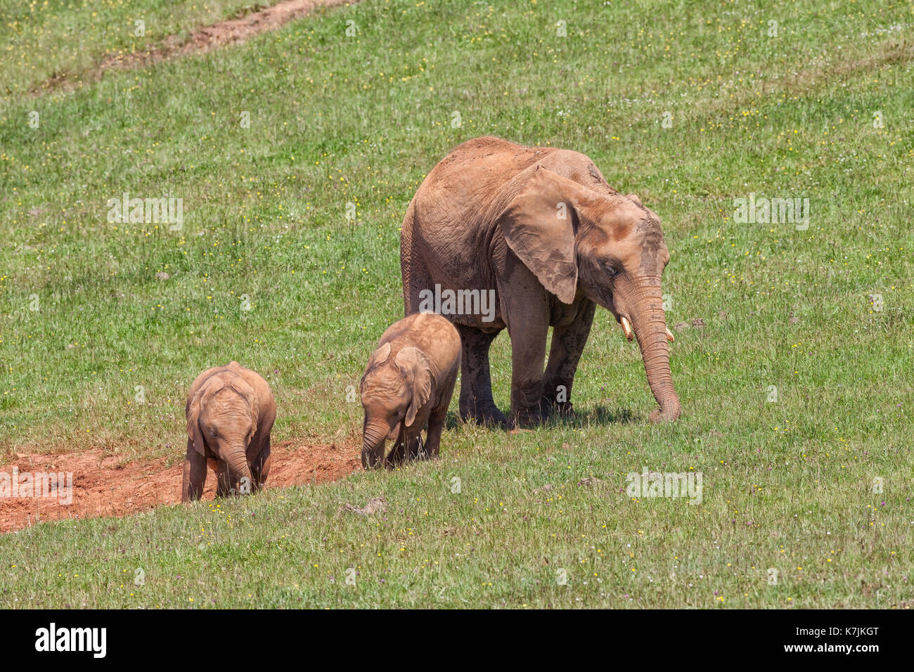 African elephant female with her young. Stock Photo
