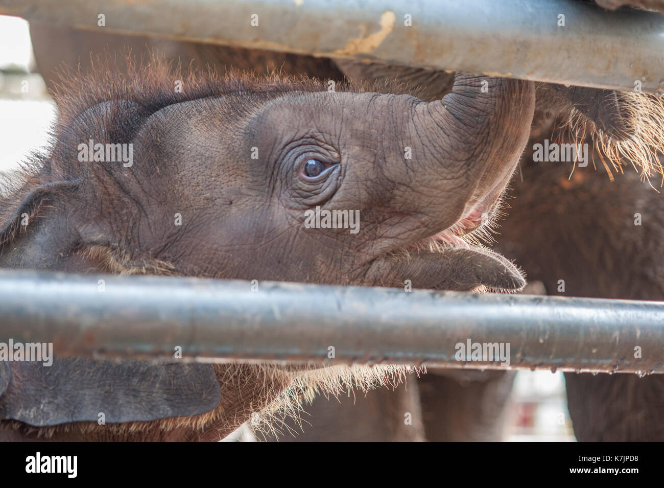Baby Asian Elephant at an elephant rescue and rehabilitation centre. Elephant Nature Park, Mae Taeng District, Chiang Mai, Thailand, Southeast Asia Stock Photo