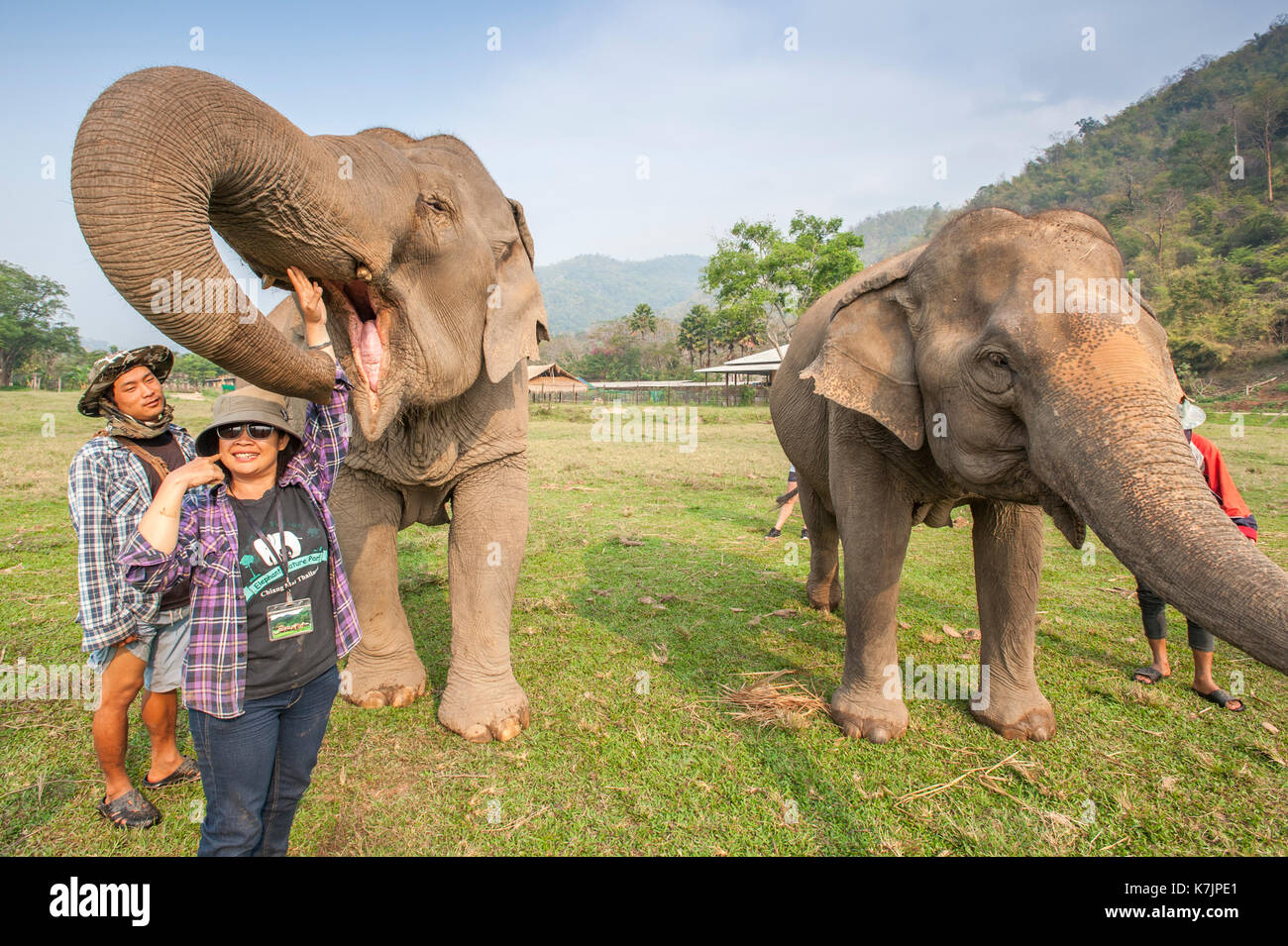 Asian Elephants and carers at an elephant rescue and rehabilitation centre. Elephant Nature Park, Mae Taeng District, Chiang Mai Province, Thailand Stock Photo
