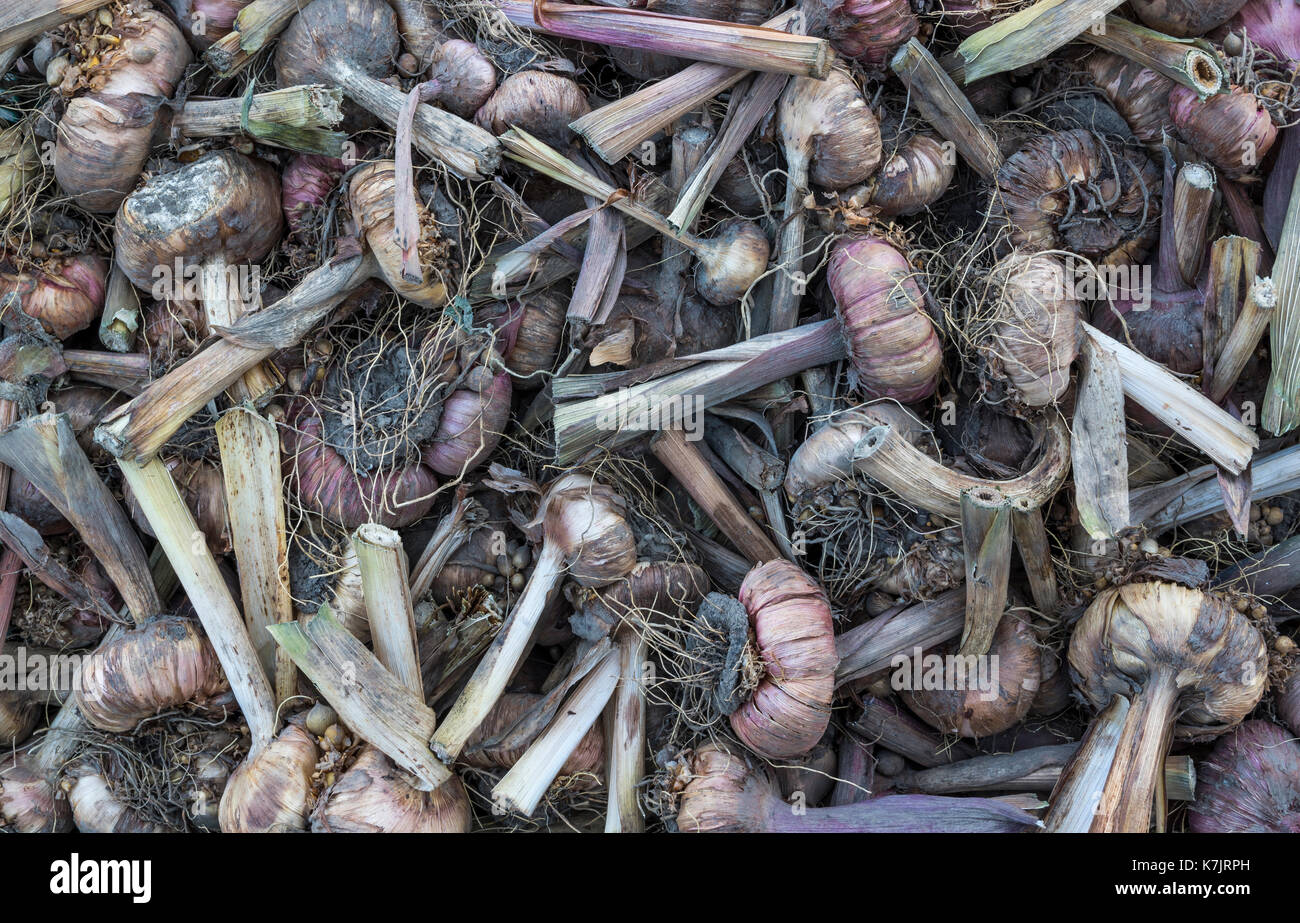 Gladiola corms background Stock Photo