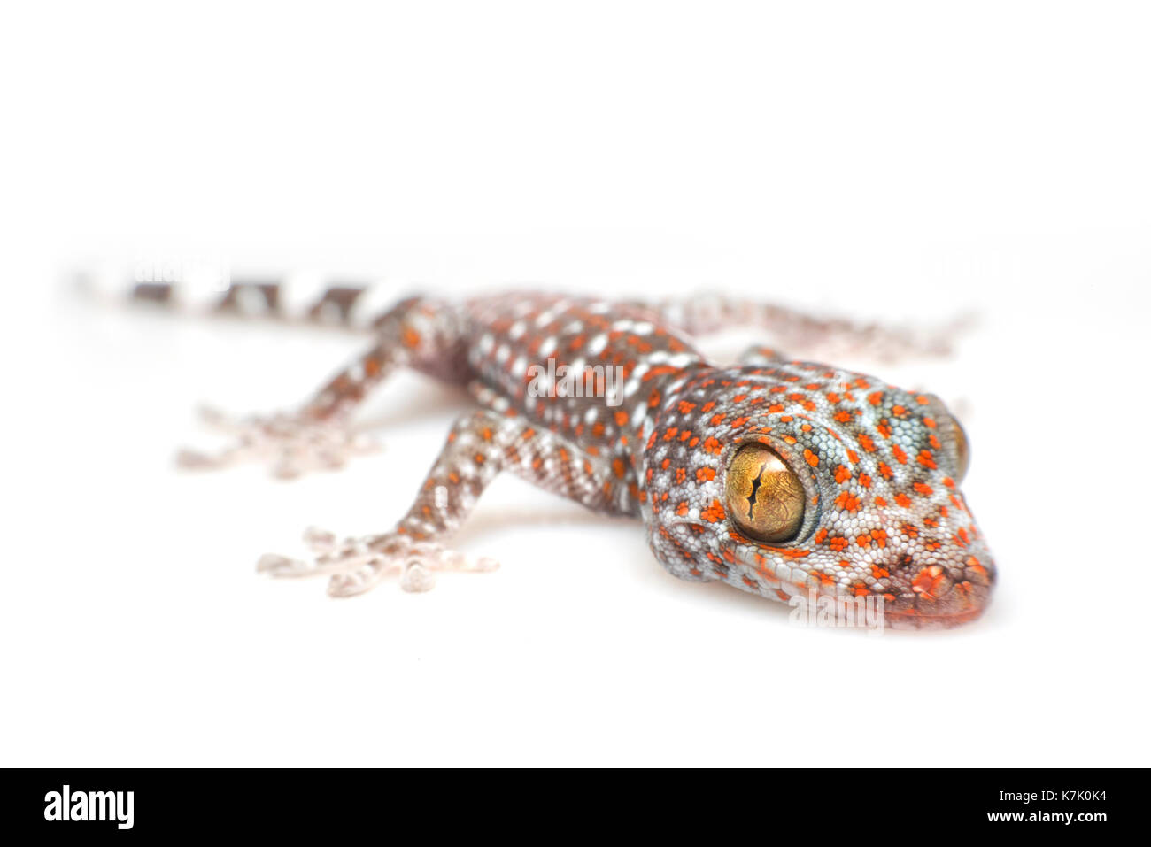 Tokay Gecko on white background Stock Photo
