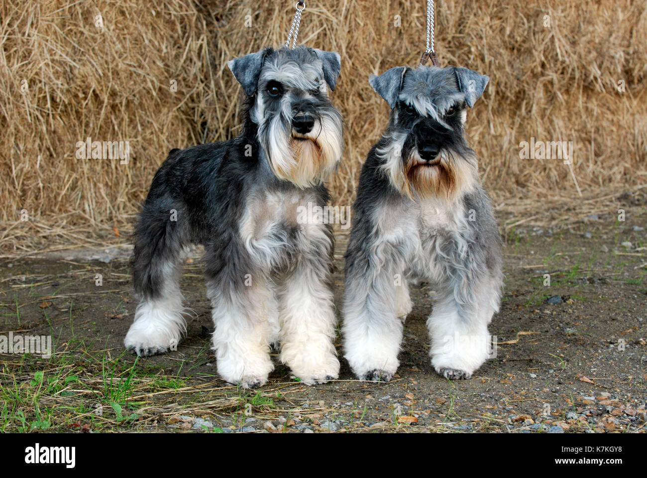 miniature schnauzer dogs on show at dog show both looking grumpy. pedigree dogs groomed and well trained ready to enter into a competition. Schnauzer. Stock Photo
