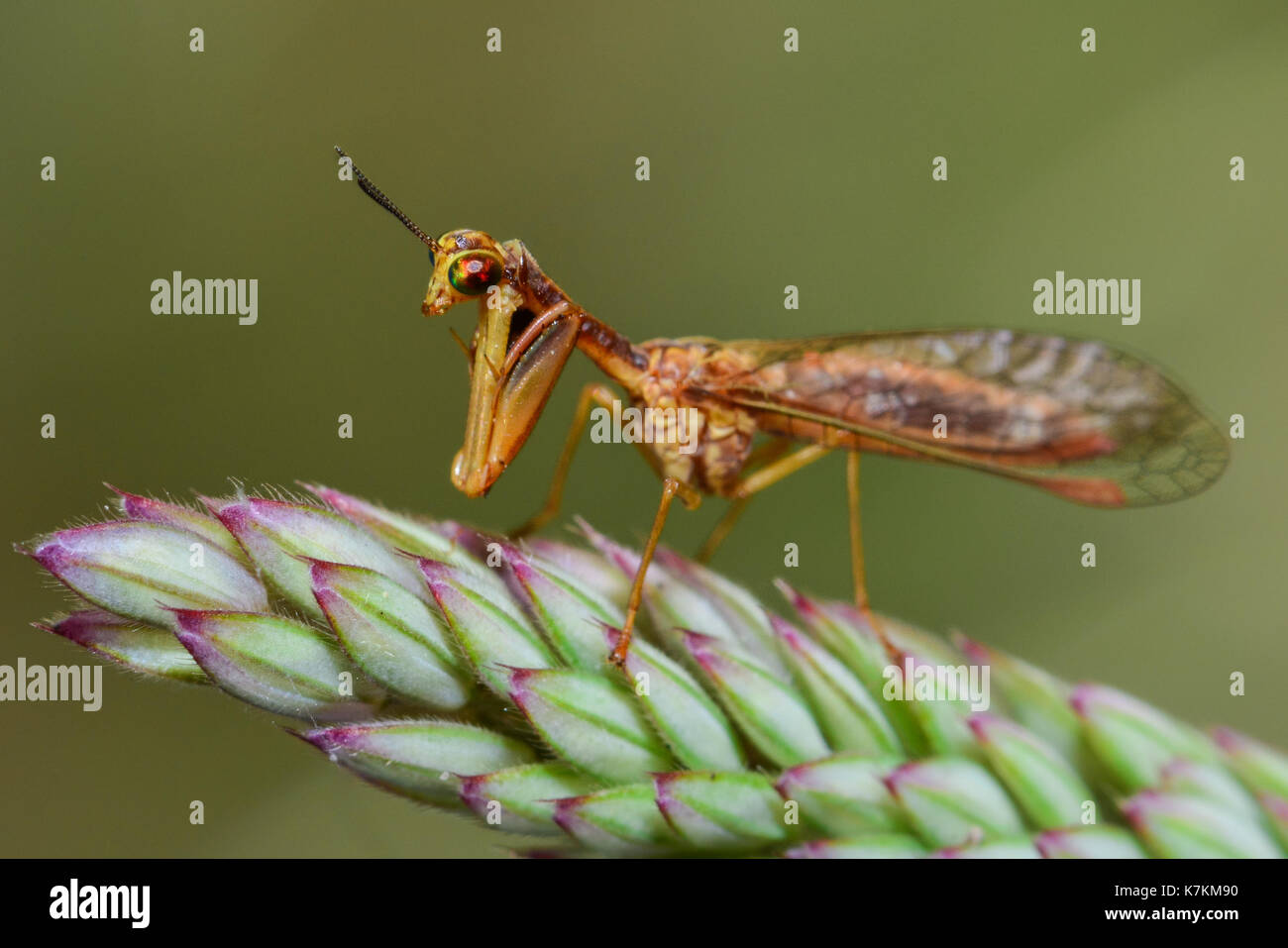 Mantis Fly on grass seed head Stock Photo