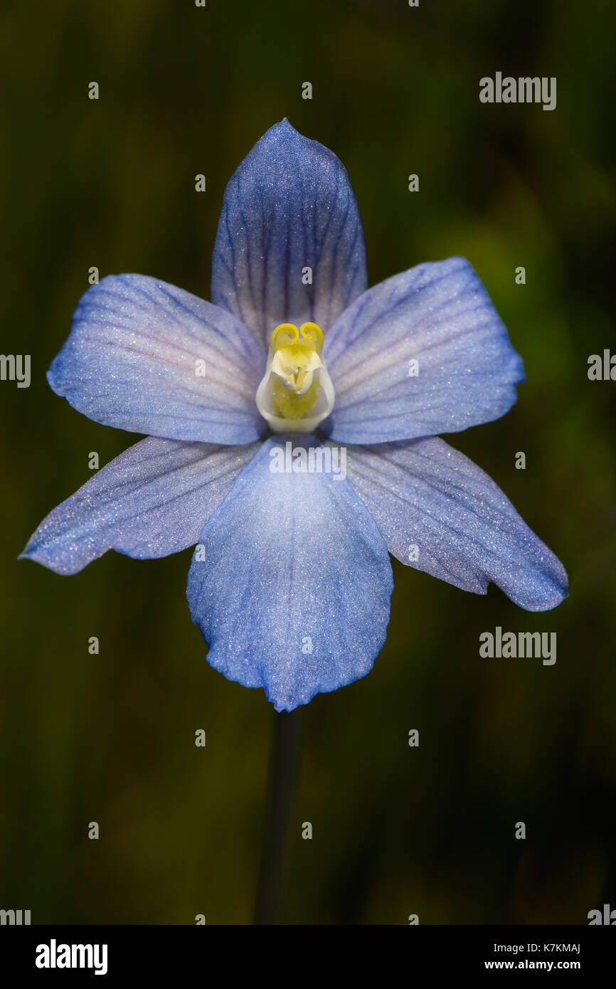 Thelymitra cyanea flower Stock Photo