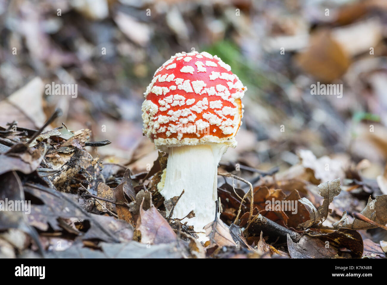 Fly agaric or fly amanita (Amanita Muscaria) mushroom. Young poisonous fungus, red with white spots, in its natural habitat Stock Photo