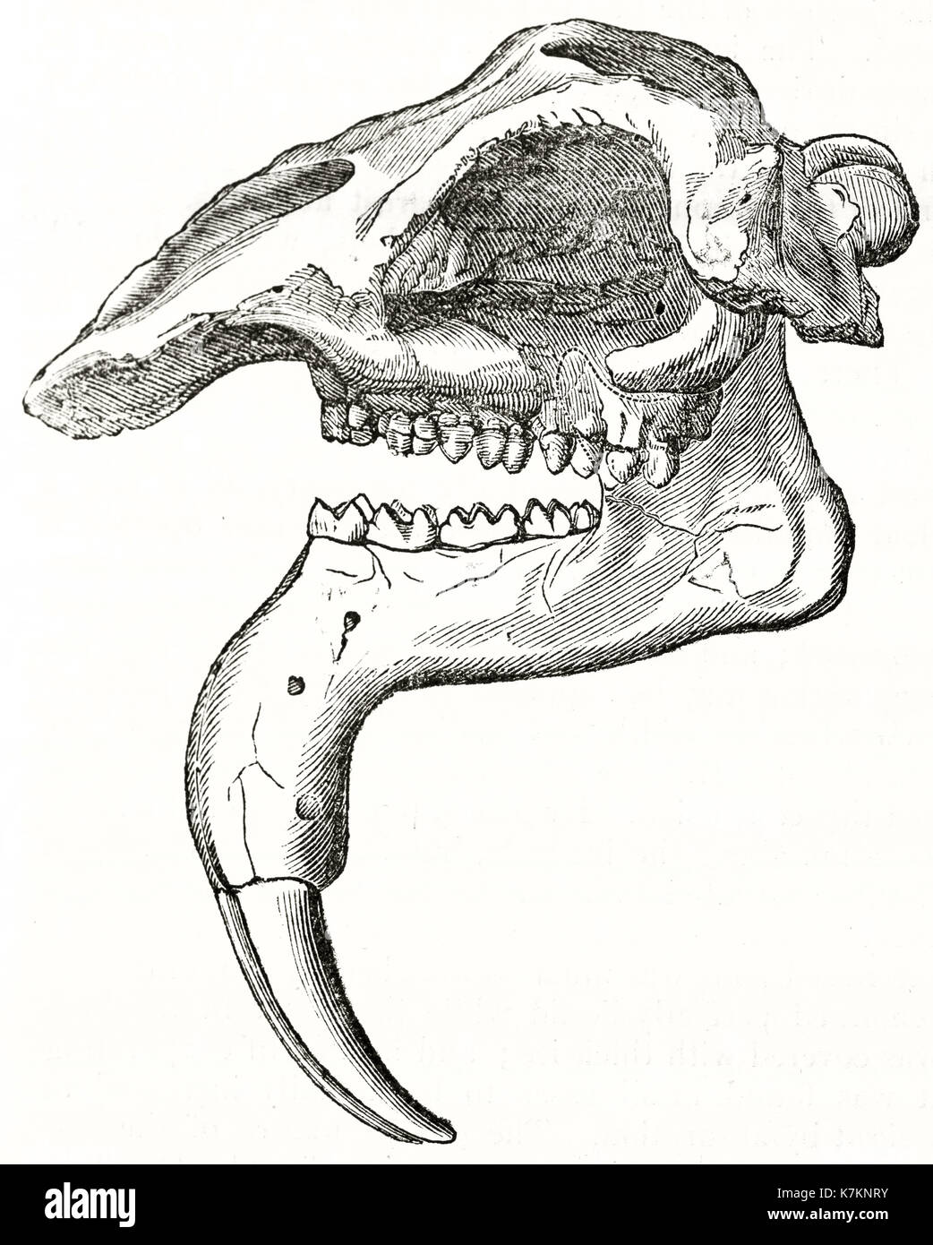 Old illustration of a Deinotherium skull. By unidentified author, publ. on The Penny Magazine, London, 1837 Stock Photo