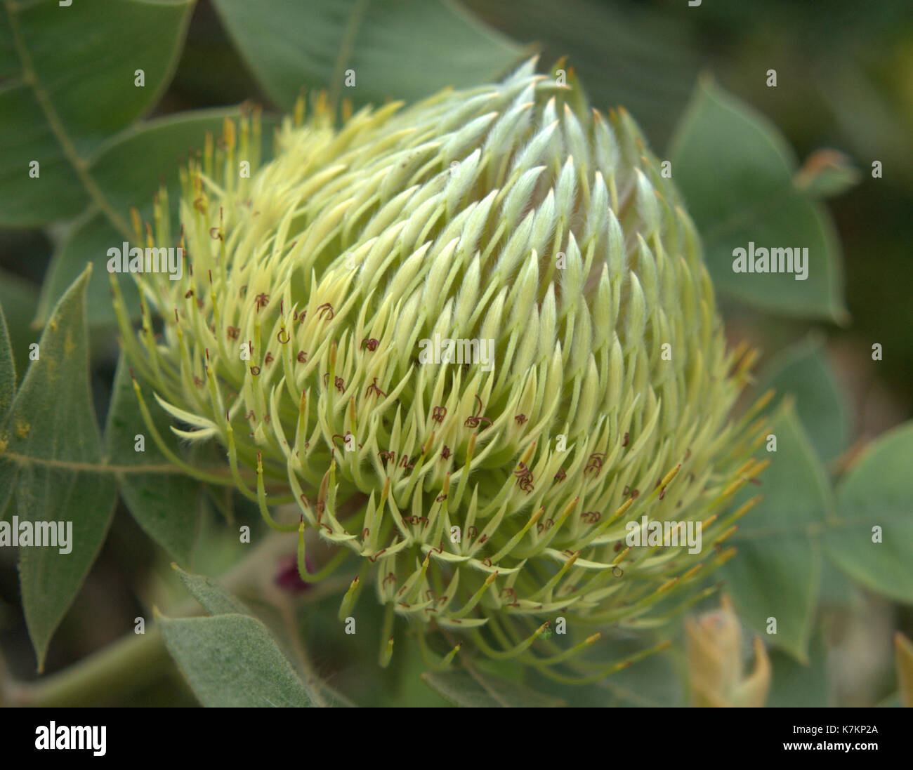 Banksia baxteri Stock Photo