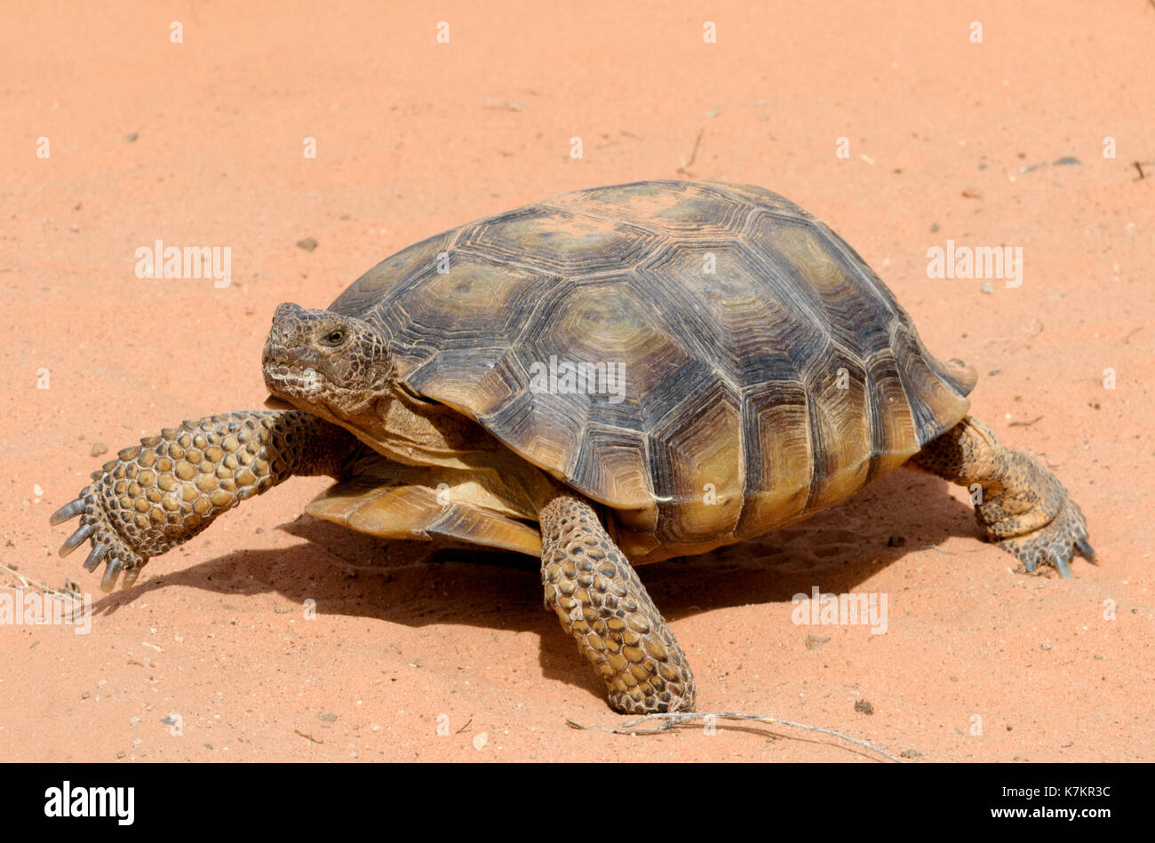 Desert Tortoise Stock Photo