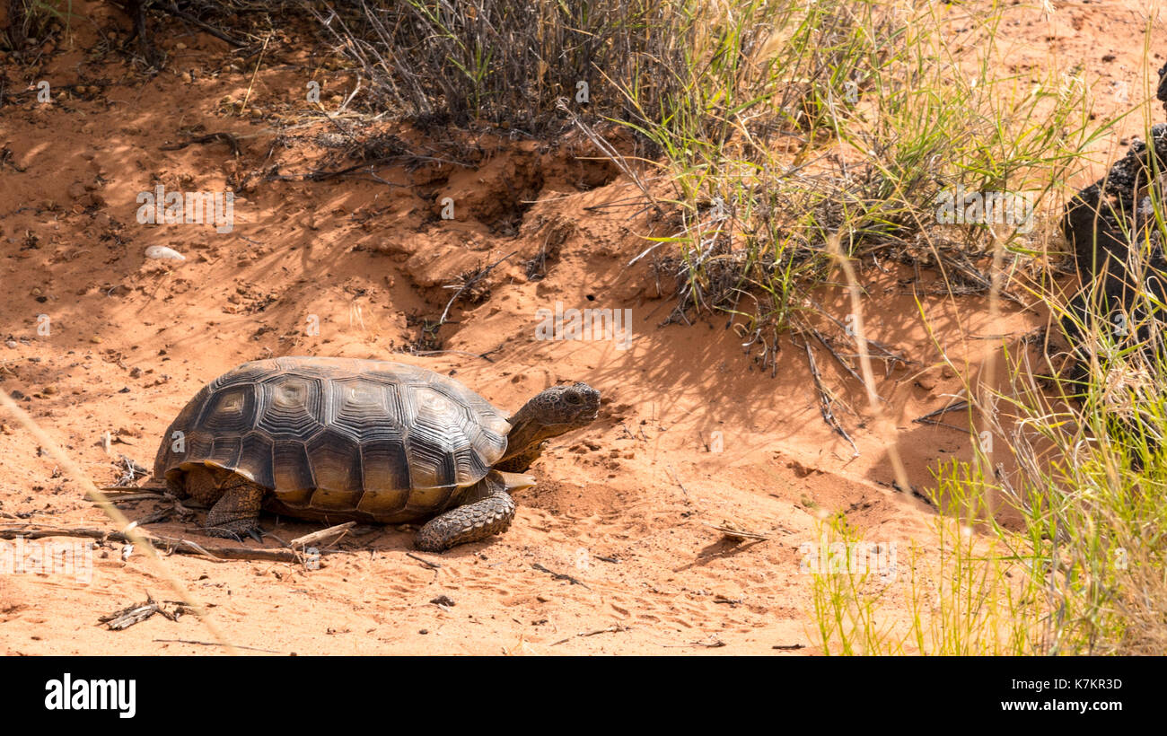 Desert Tortoise Stock Photo
