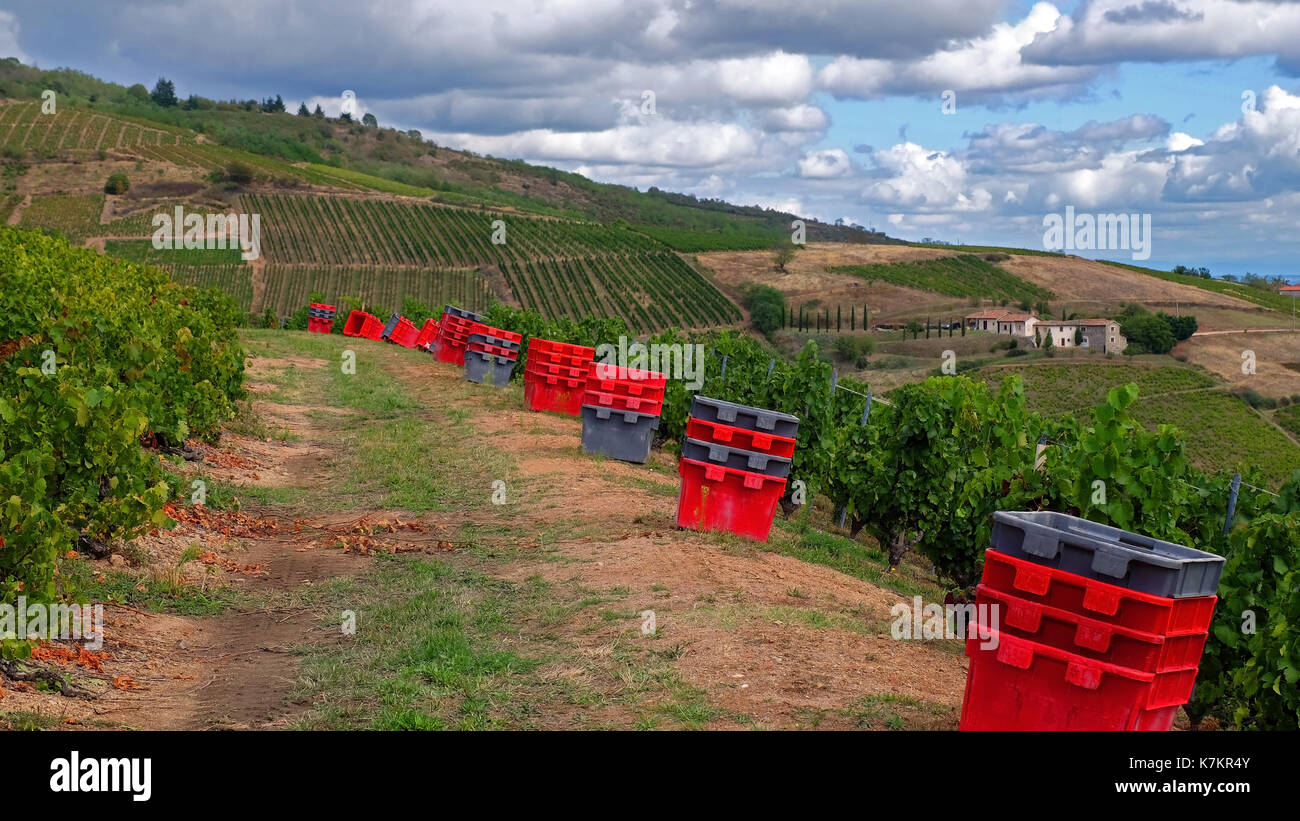 Boxes for picking grapes at the vineyard during grapes harvesting in Beaujolais region, France Stock Photo