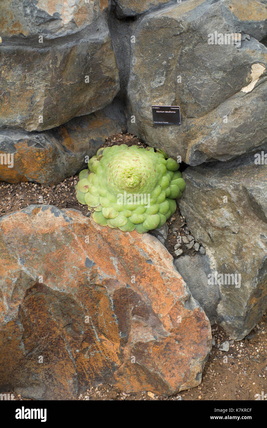 Aeonium tabuliforme crassulaceae plant Stock Photo