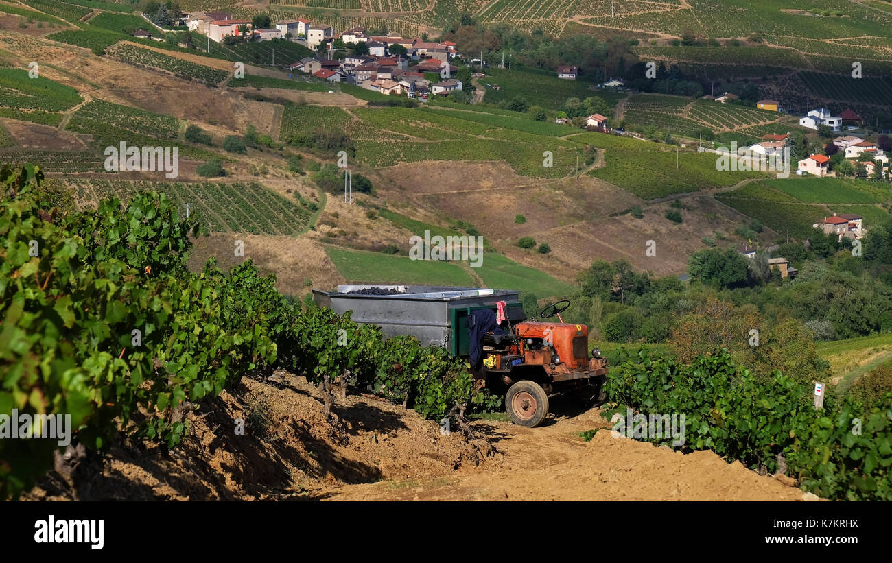 Tractor at a vineyard during grapes harvesting in Beaujolais region, France Stock Photo