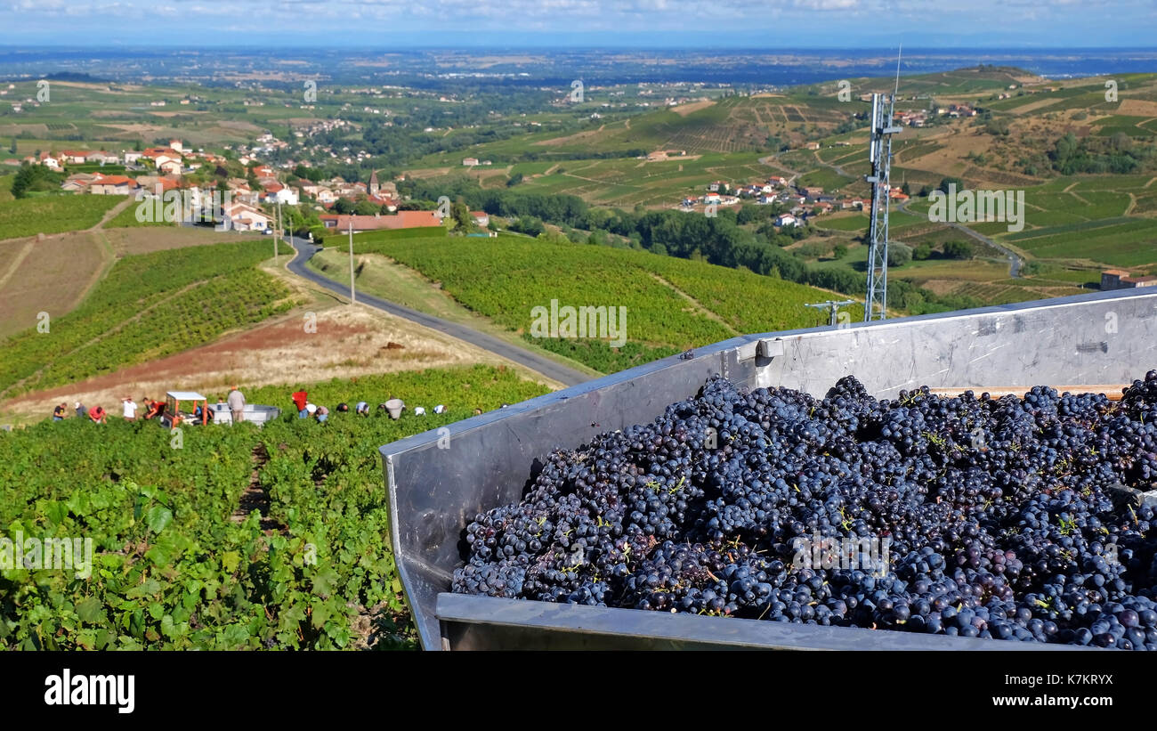 Grapes harvesting in Beaujolais region, France Stock Photo