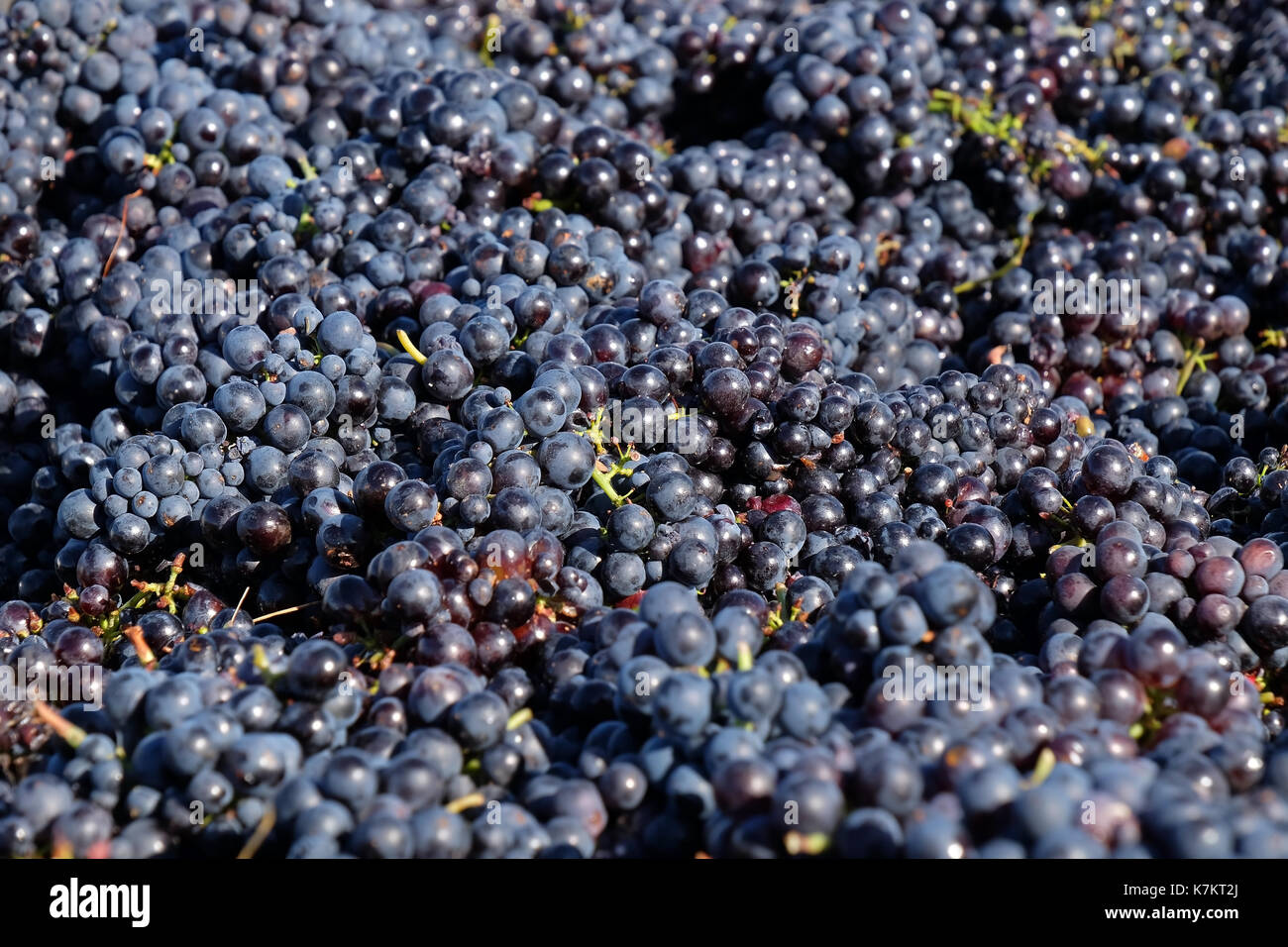 Grapes harvesting in Beaujolais region, France Stock Photo