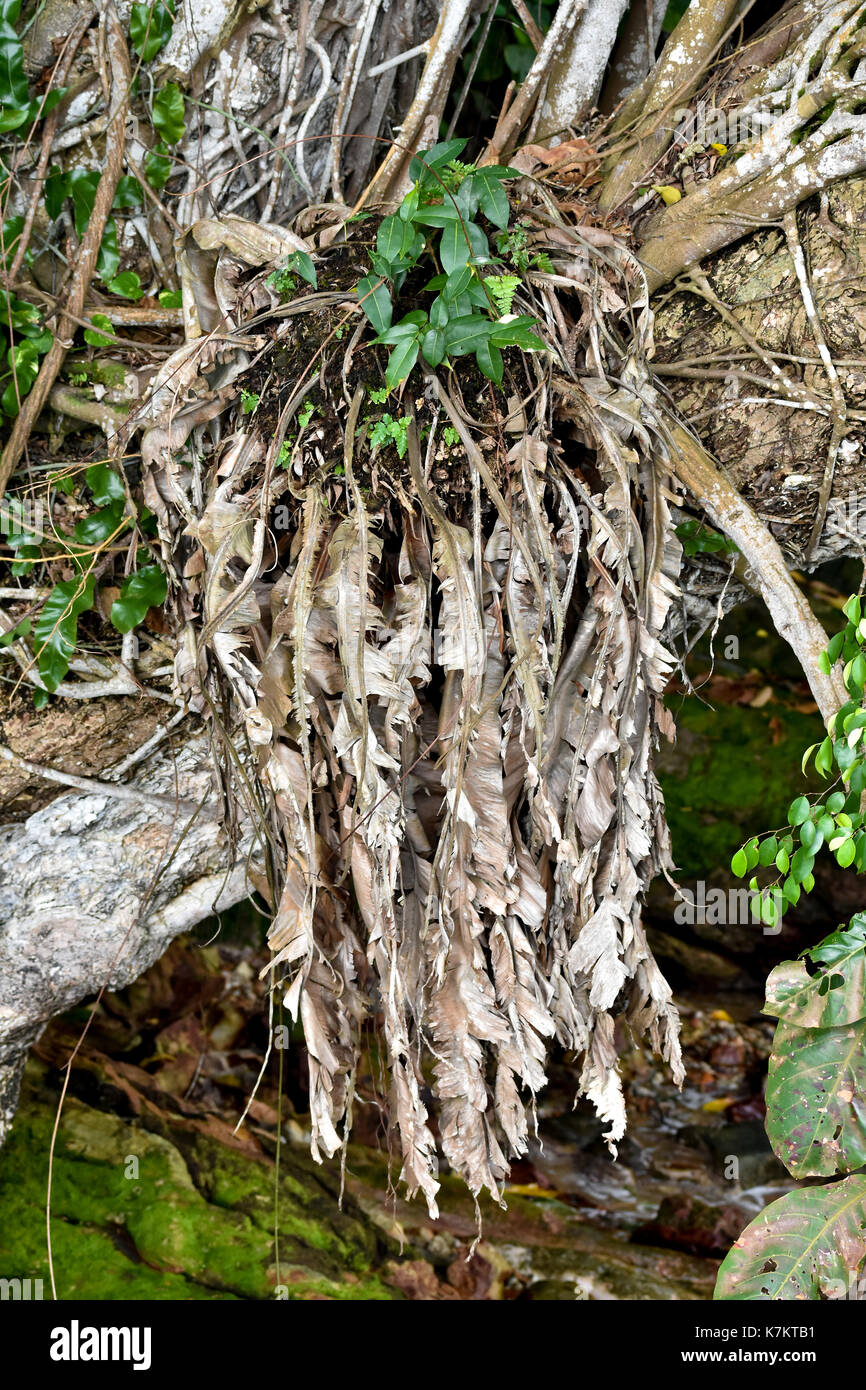 Birds nest fern asplenium nidus hi-res stock photography and images - Alamy