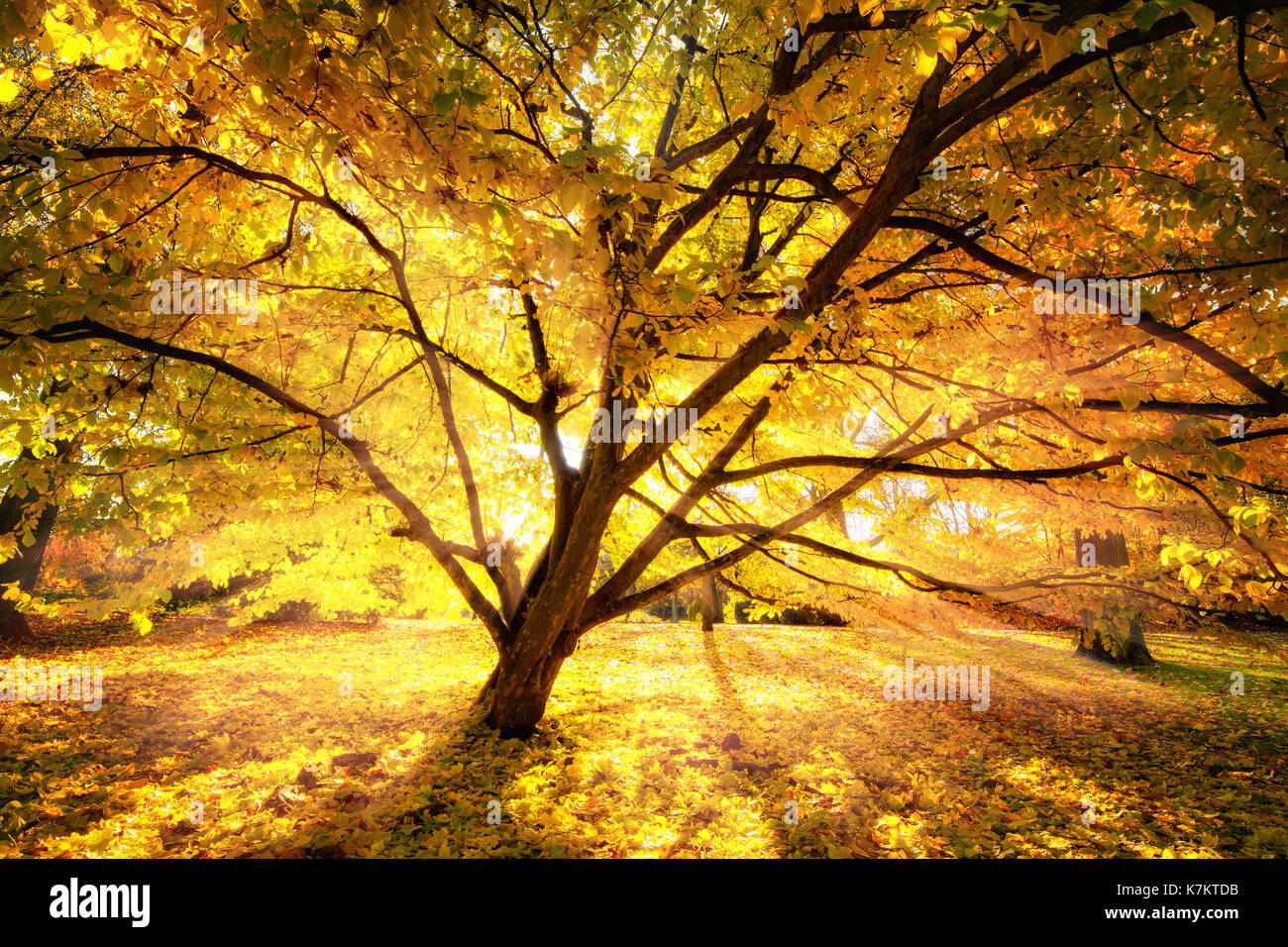 Enchanting beams hi-res stock photography and images - Alamy