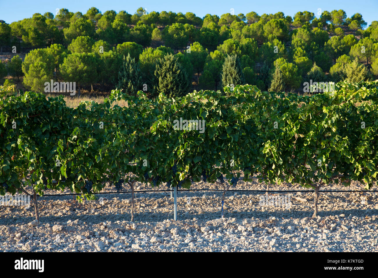 Vineyard ribera del duero valladolid hires stock photography and