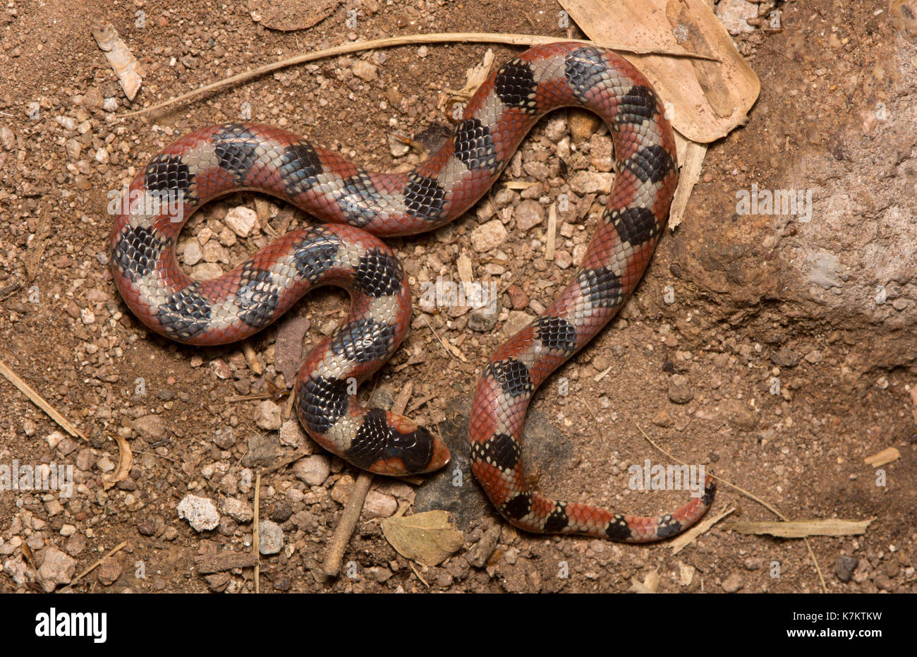 Thornscrub hook nosed snake hires stock photography and images Alamy