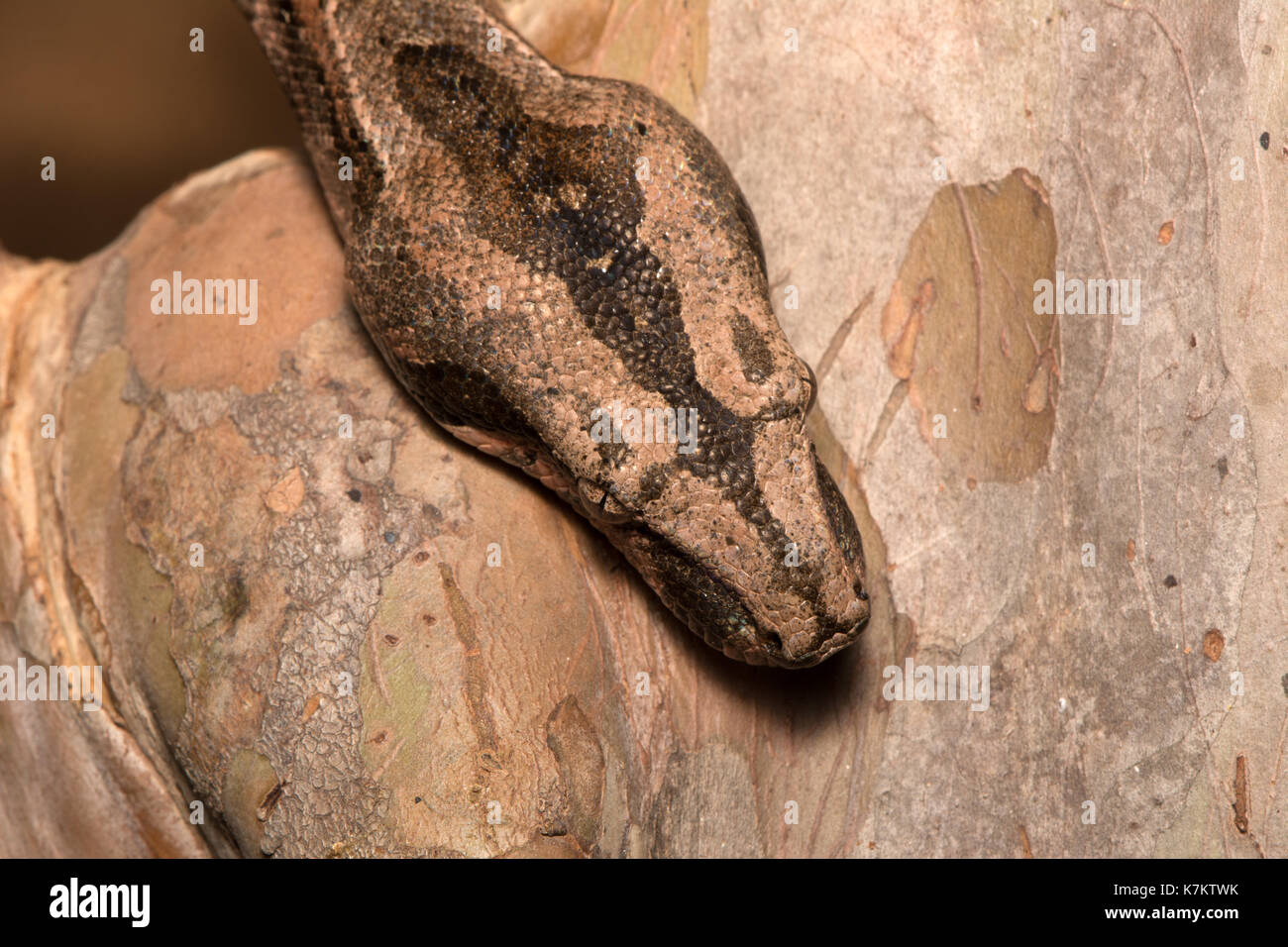 Common Northern Boa (Boa imperator) from Sonora, Mexico Stock Photo Alamy