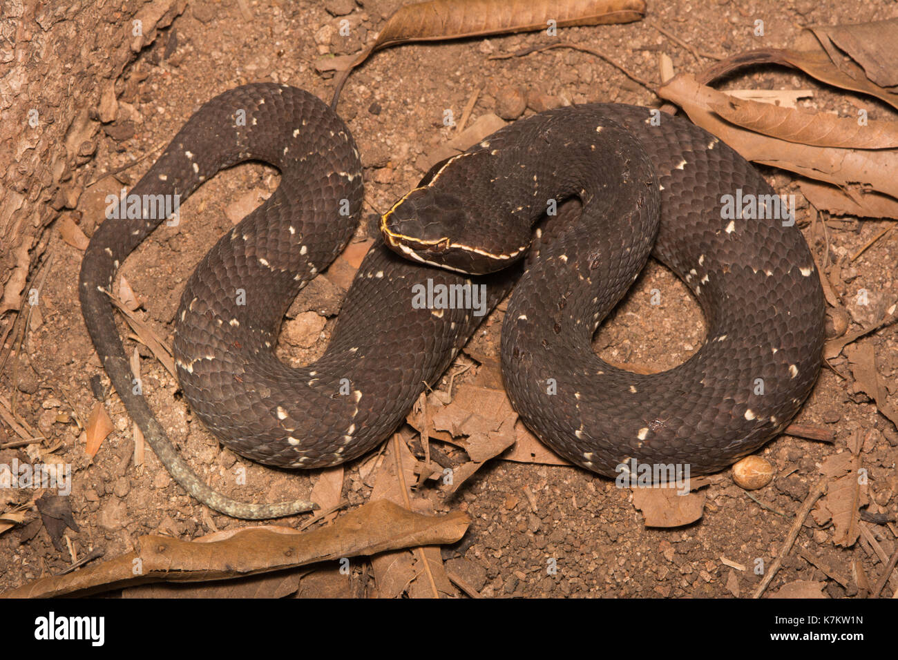 Common Cantil (Agkistrodon bilineatus) from Sonora, Mexico. Stock Photo
