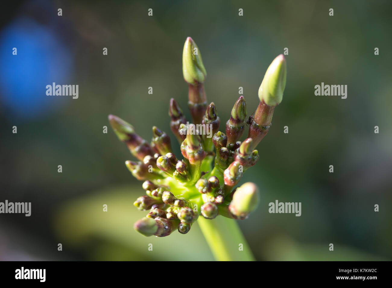 Young yellow Franjipani buds. Bali Island, Indonesia Stock Photo