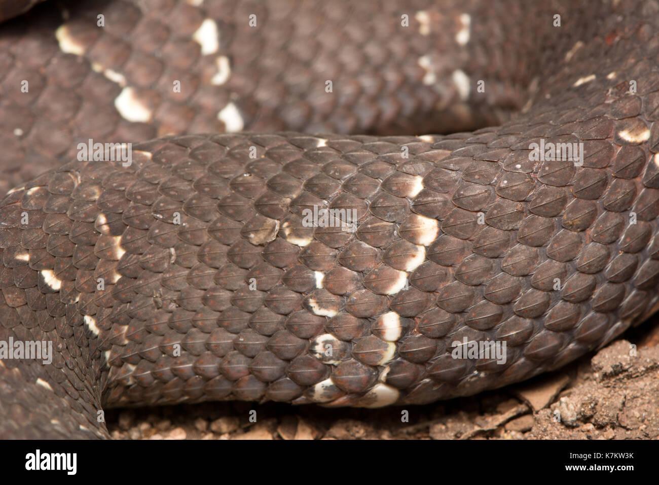 New World Viper High Resolution Stock Photography And Images Alamy