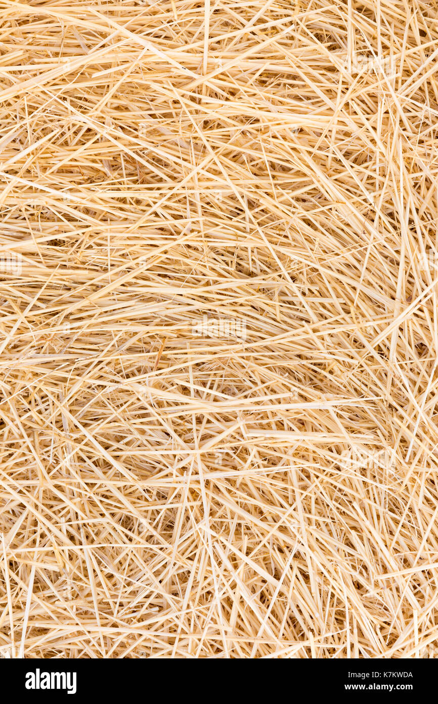 Barley straw hires stock photography and images Alamy