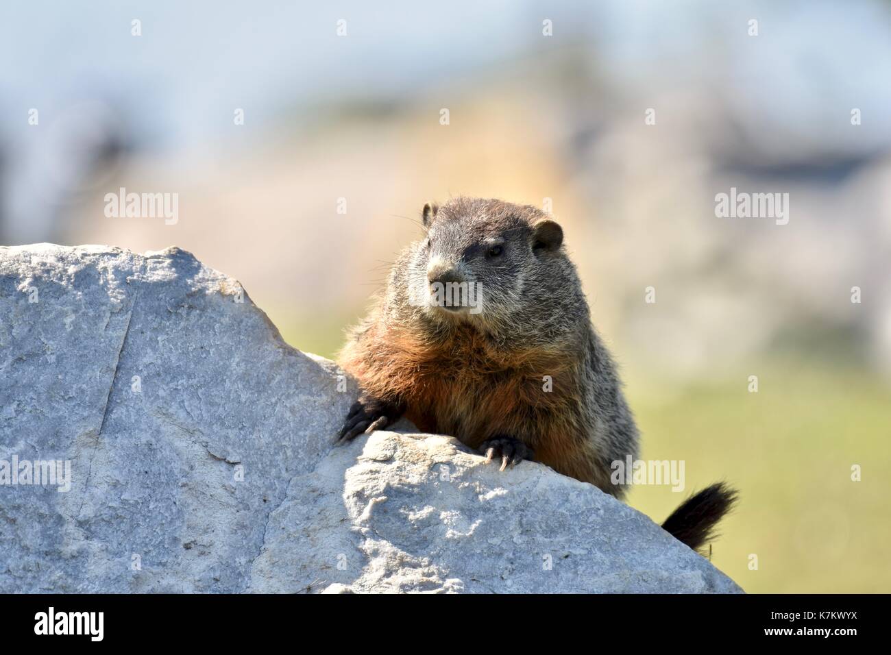 Groundhog (Marmota monax) sitting on a rock in the sun without his shadow Stock Photo