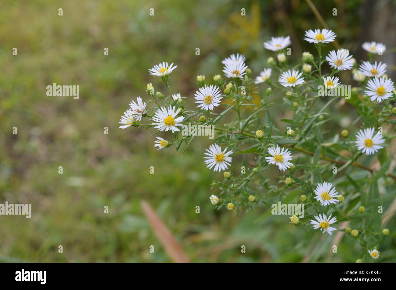 Wildflowers in the wetland Stock Photo Alamy