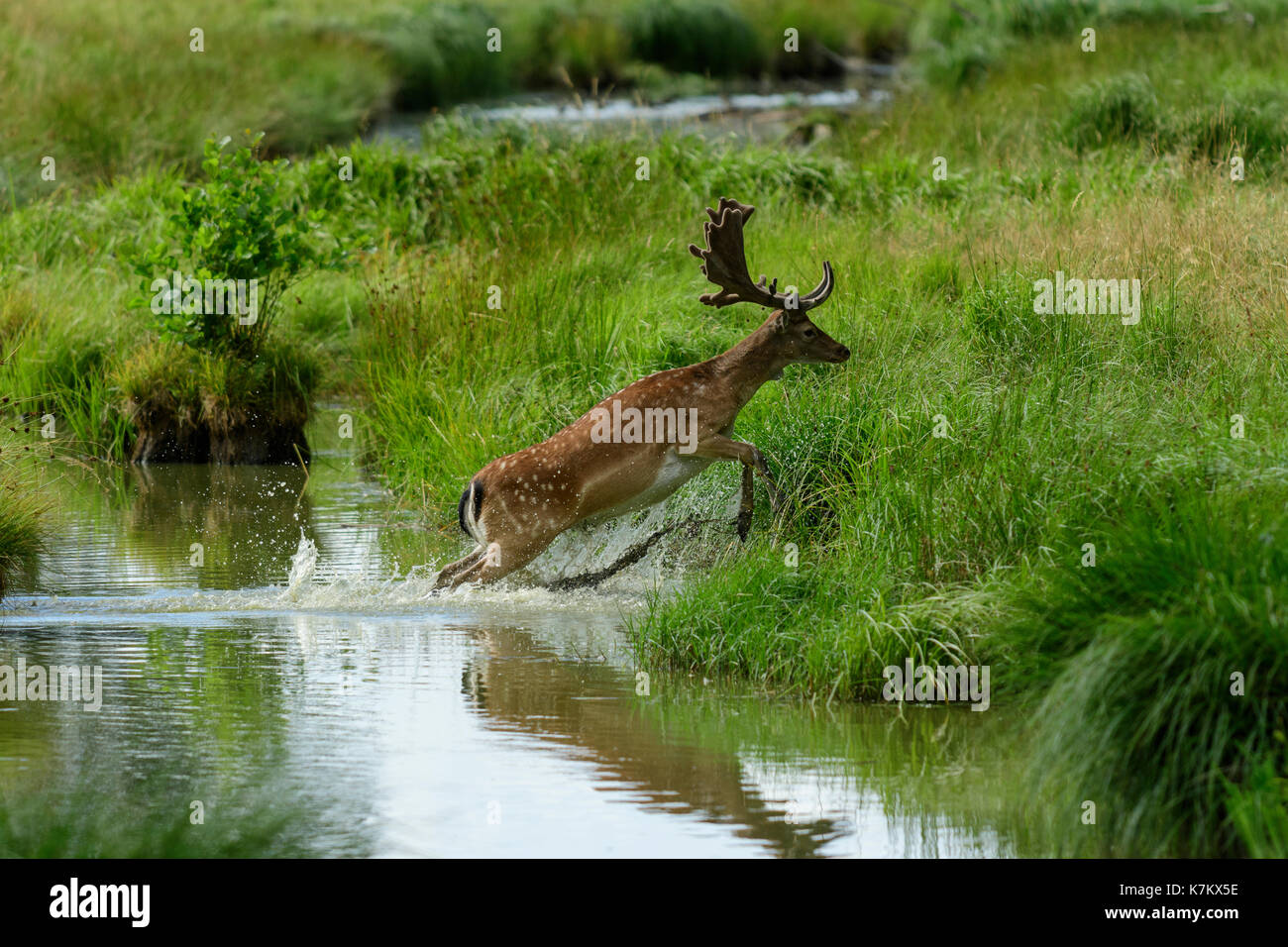 Fallow deer jumping and splashing through water Stock Photo Alamy