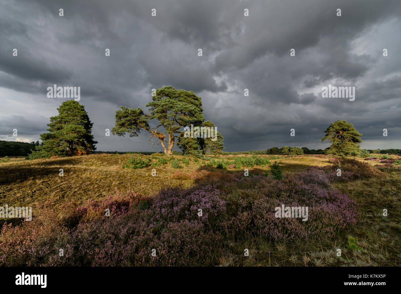 Dark clouds after a rainstorm over a natural landscape with pine trees ...