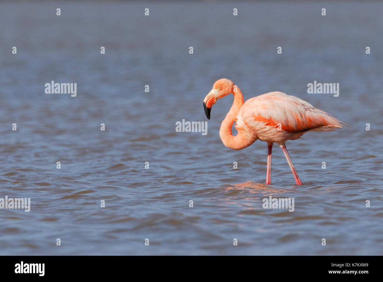 Greater Flamingo (Phoenicopterus ruber ruber) wading in water, Punta Cormorant, Floreana, Galapagos Islands Stock Photo