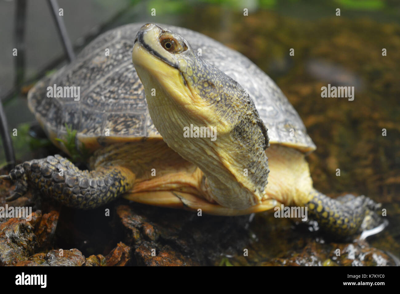 Turtle in the tank Stock Photo Alamy