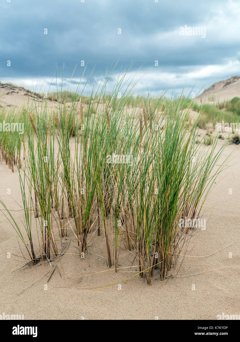 Dune grass called ammophila arenaria, growing on moving dune Wydma Czolpinska in the Slowinski National Park between Rowy and Leba, by the Baltic Sea, Stock Photo