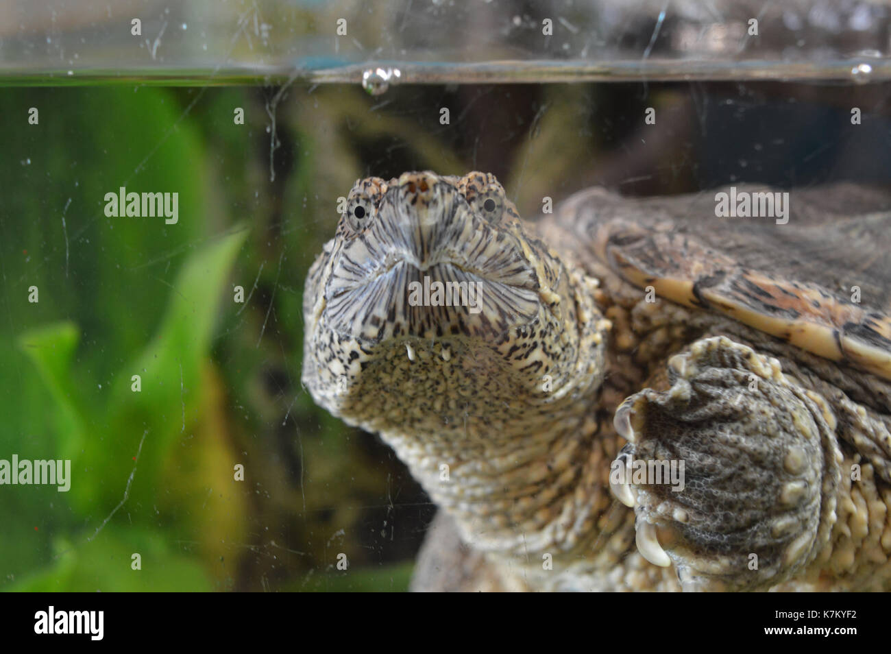 Snapping turtle in the water Stock Photo