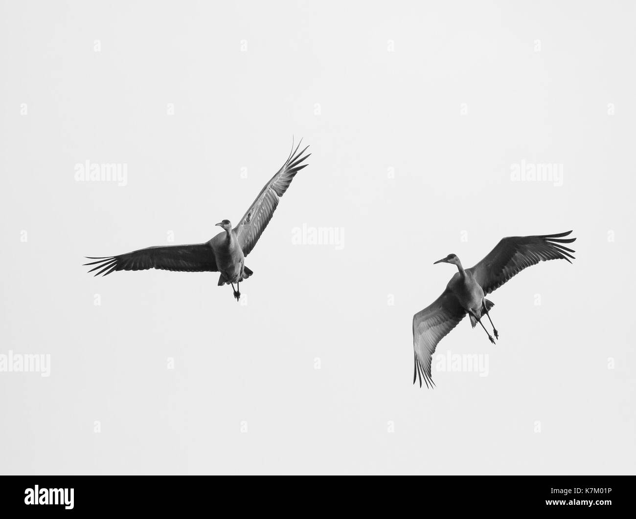 Black and white flying Sandhill Cranes, North America Stock Photo