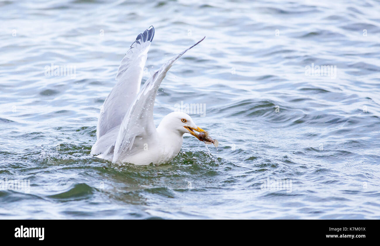 Herring Gull Feeding, North America Stock Photo Alamy