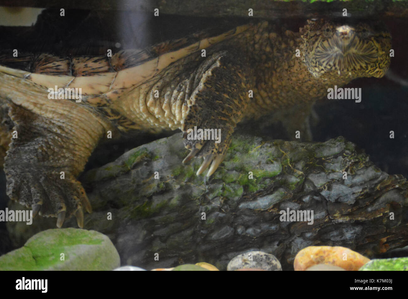 Snapping turtle in the water Stock Photo