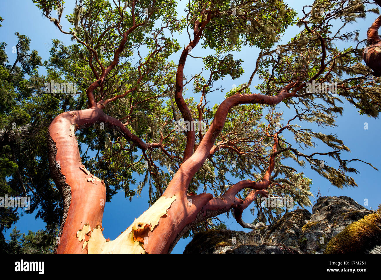 Arbutus Tree (Arbutus menziesii) East Sooke Regional Park, Sooke