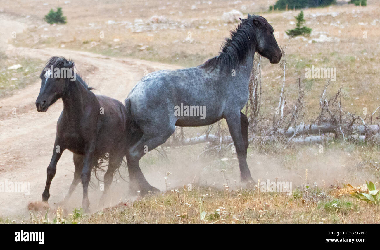 Wild Horses Stallions kicking while fighting in the Pryor Mountains