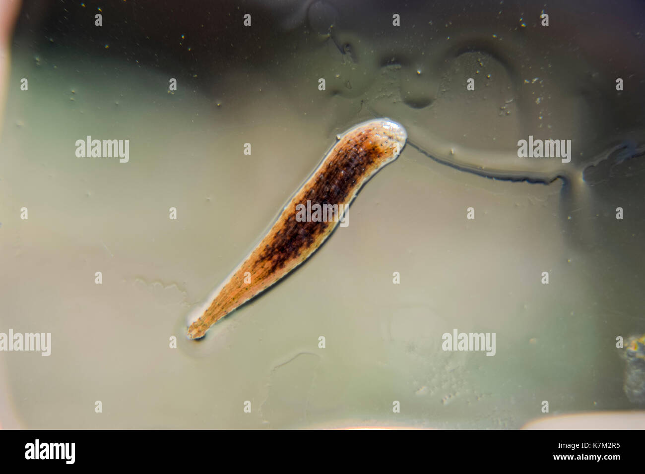 Leech on the glass. Bloodsucking animal. subclass of ringworms from the belt-type class. Hirudotherapy. Stock Photo