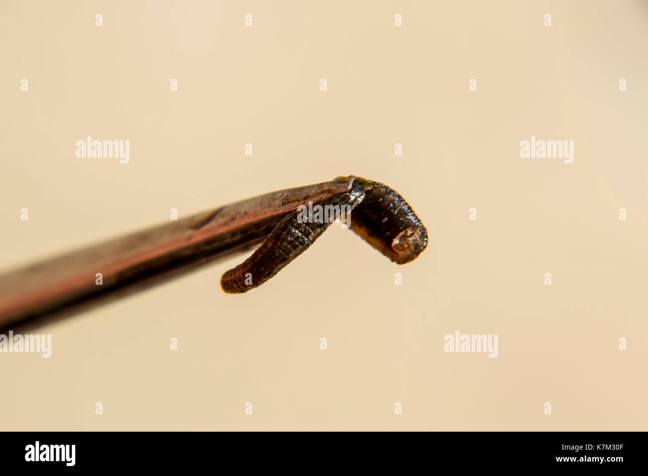 Leech on the tweezers. Bloodsucking animal. subclass of ringworms from the belt-type class. Hirudotherapy. Stock Photo
