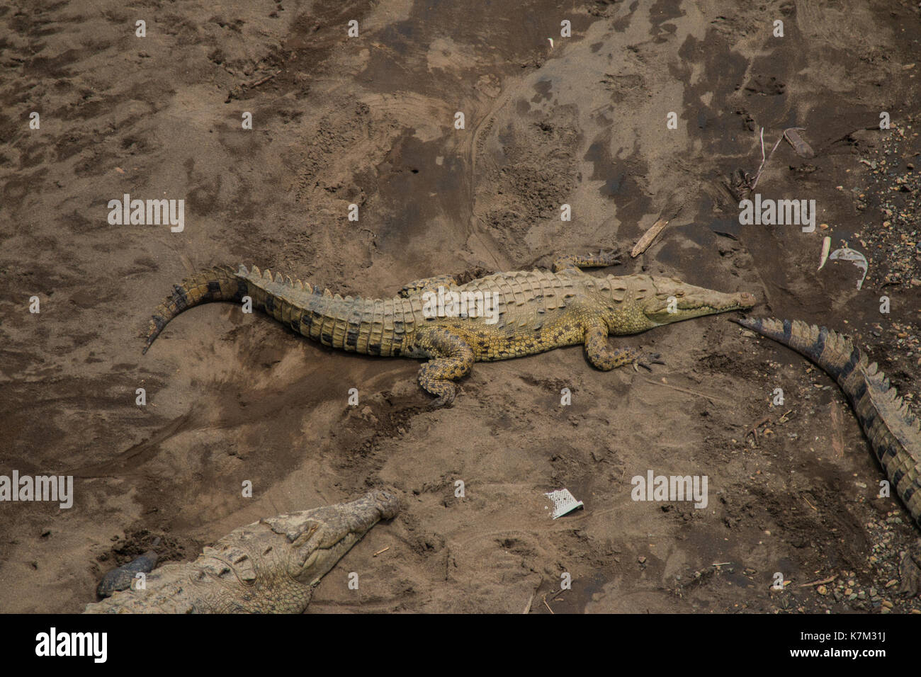 Crocodiles Resting on a River Bank Stock Photo