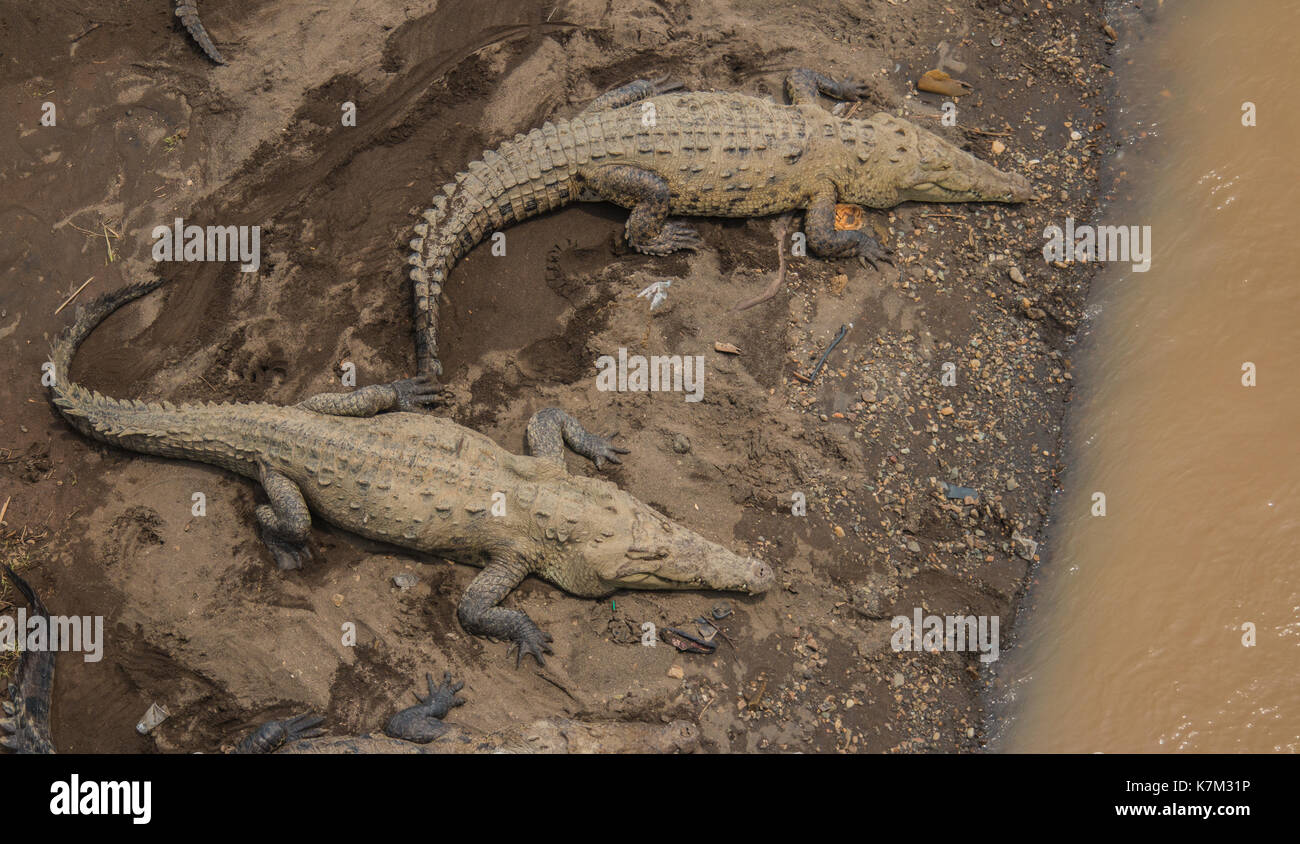 Crocodiles Bathing at Tarcoles River (Costa Rica) Stock Photo