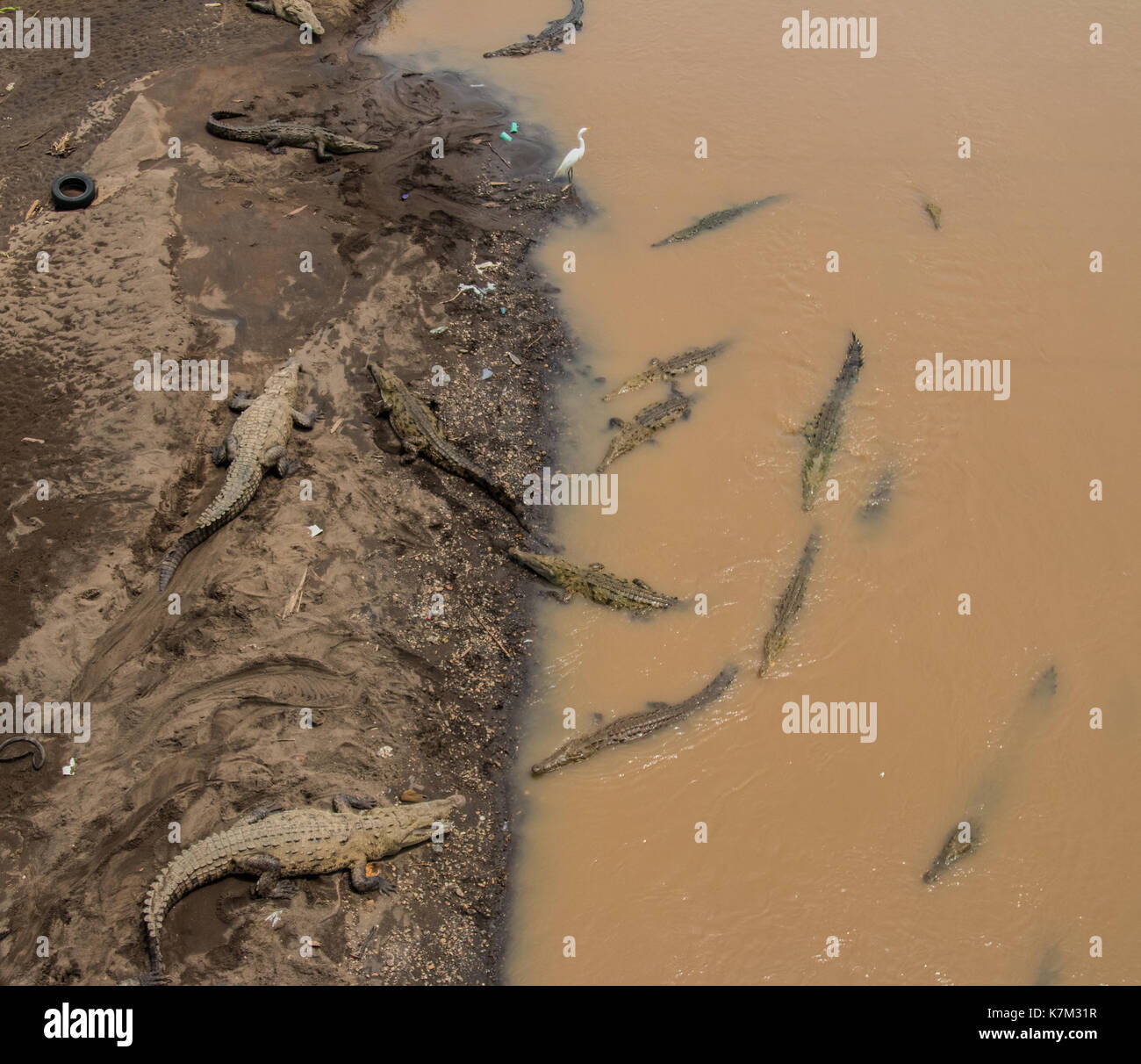 Egret standing in the middle of Crocodiles Stock Photo