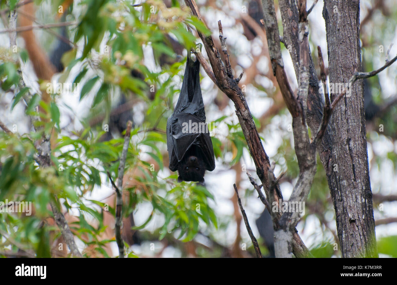 Black Flying Fox, Pteropus alecto Stock Photo Alamy