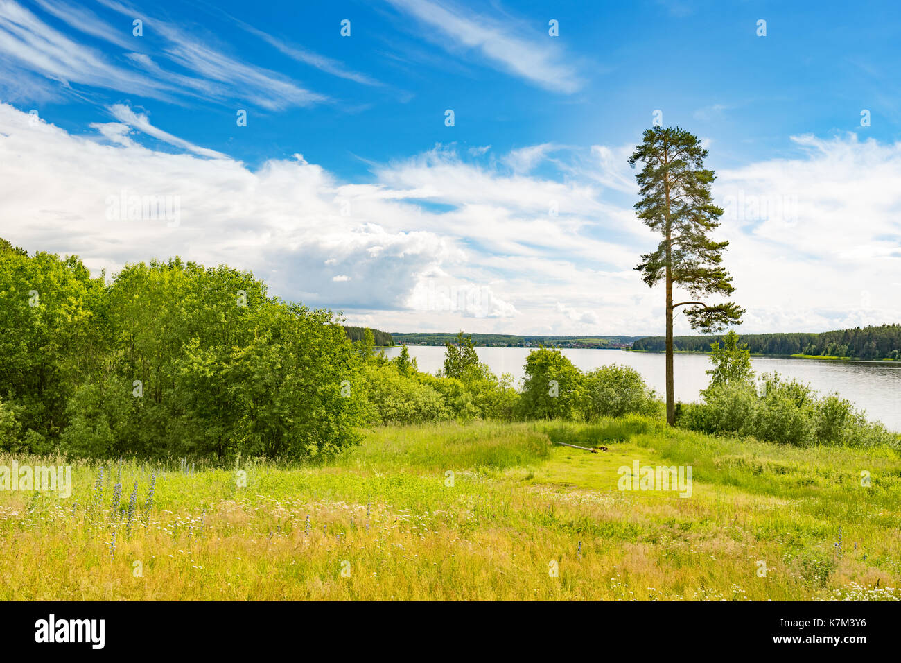Landscape with a pine tree at the river side. Russia Stock Photo - Alamy