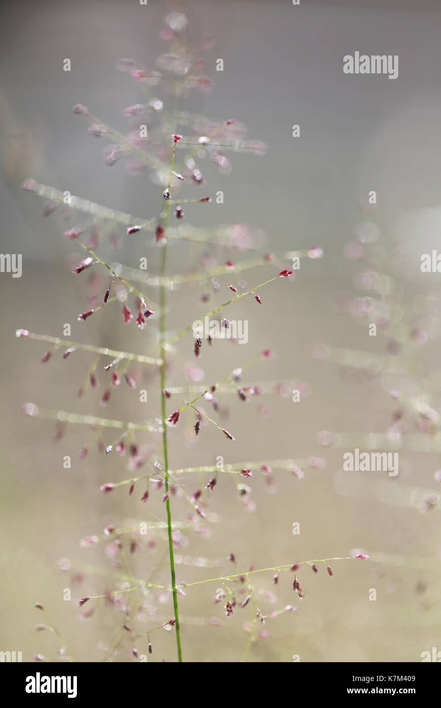 Grass nature background in the morning of soft focus photo for design backdrop in your work. Stock Photo