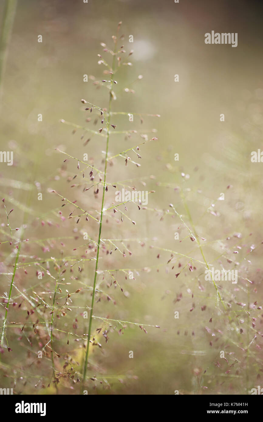 Grass nature background in the morning of soft focus photo for design backdrop in your work. Stock Photo
