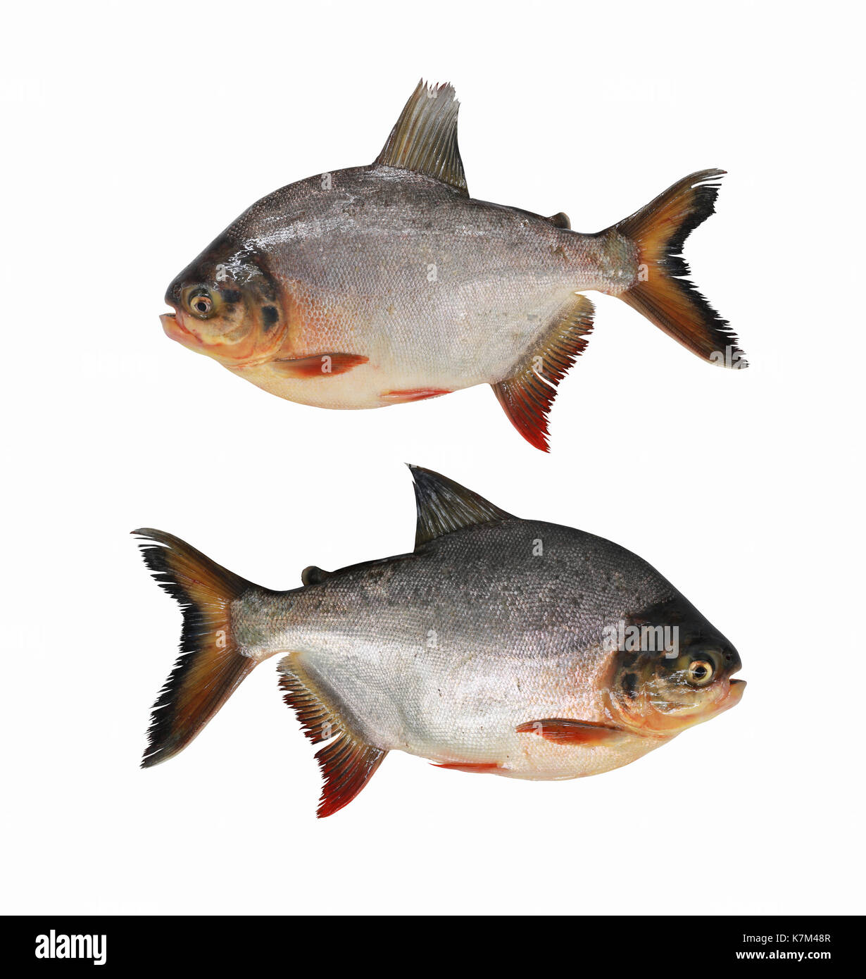 Characidae or Pacu fish isolated on white background and have clipping paths. Stock Photo